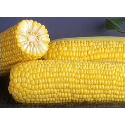 Насіння кукурудзи цукрової GSS 1453 F1 (100 000 насінин), Syngenta